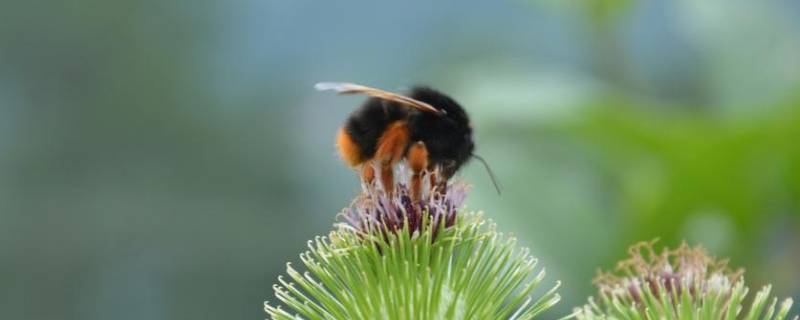 哪些小动物很勤劳