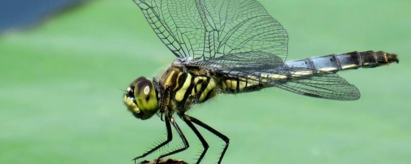 天上好多蜻蜓是怎么回事
