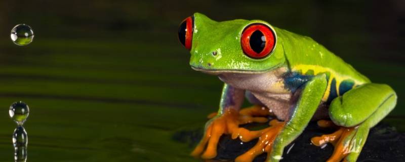 下雨的时候青蛙为什么会叫