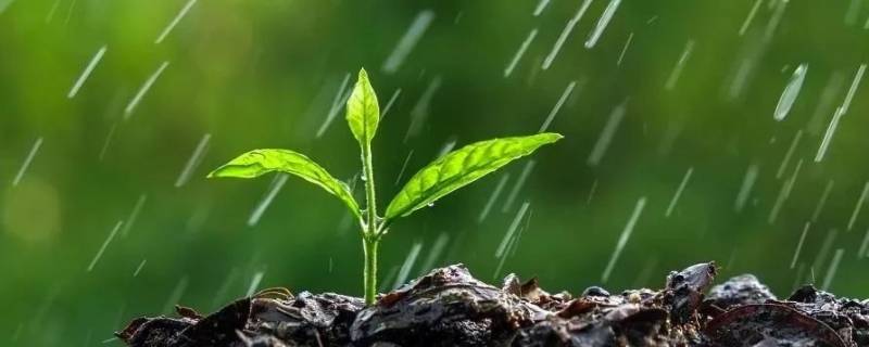 烧开的雨水能喝吗