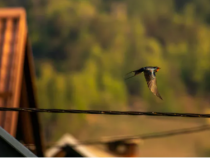 燕子，城市里孤寂自由的灵魂