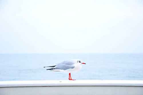 Free HTML5 Bootstrap template